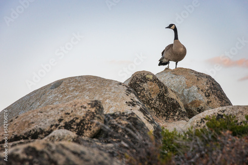 Canada goose on a Boulder at Lake Tahoe