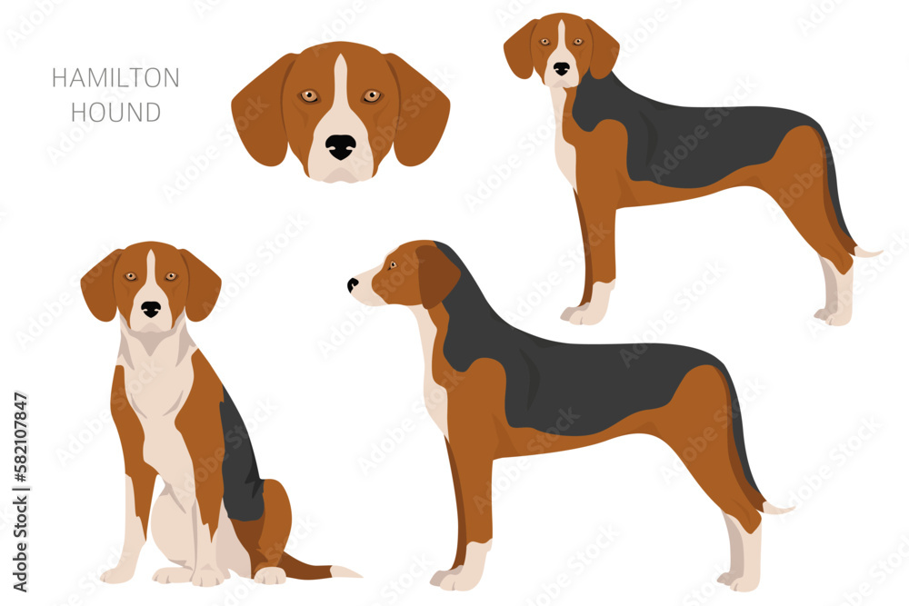 Hamilton hound clipart. Different poses, coat colors set