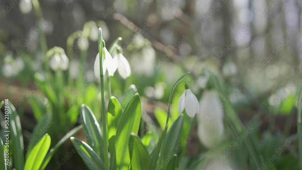 White snowdrops in the early spring in the forest. Beautiful footage of galanthus commonly known as snowdrop. HLG BT.2020 White snowdrops in the early spring in the forest. Beautiful footage of galanthus commonly known as snowdrop. HLG BT.2020