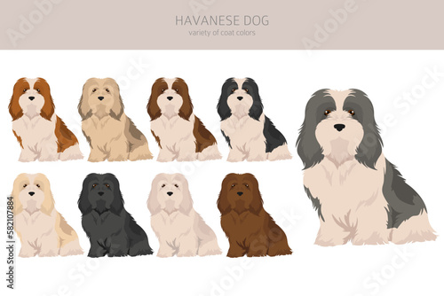 Bild auf Leinwand Havanese dog clipart. Different poses, coat colors set