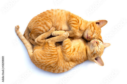 Little cats sleeping on white background.