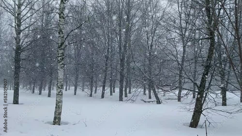 snowfall in the park with trees on which snow settles. snowfall in the park with trees on which snow settles.