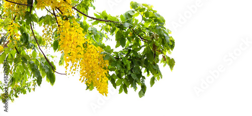 Cassia fistula flower on tree