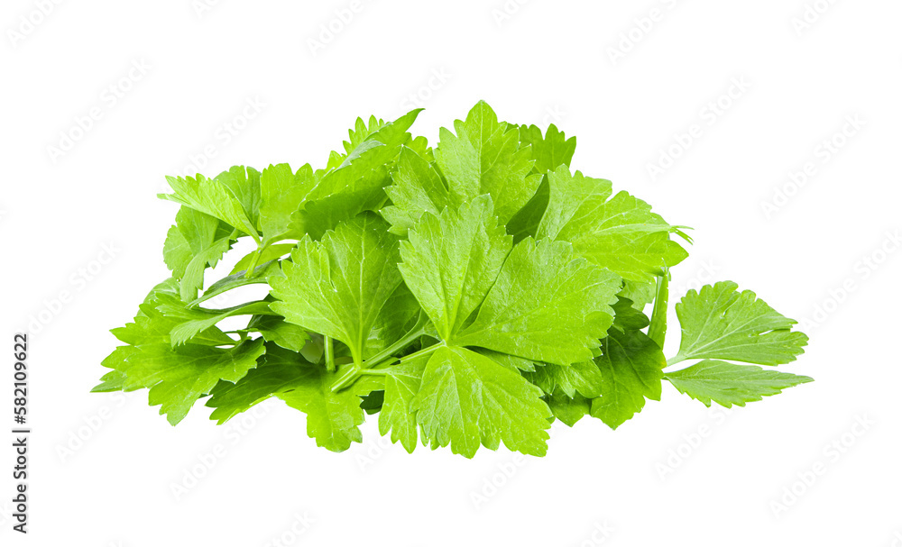 Celery leaf isolated on transparent png Celery leaf isolated on transparent png