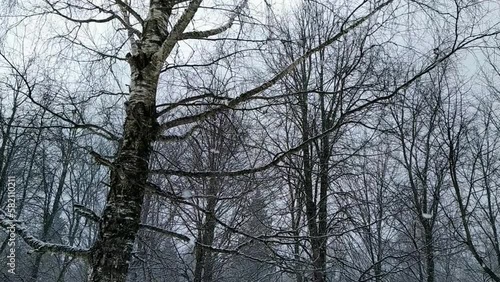 snowfall in the park with trees on which snow settles.