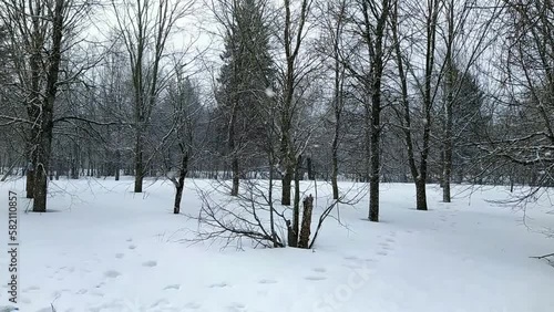 snowfall in the park with trees on which snow settles.