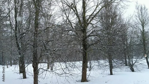 snowfall in the park with trees on which snow settles.