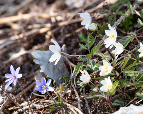 spring flowers photo