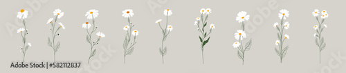 Set of daisy flowers. Chamomile illustration. Vector. photo