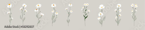 Set of daisy flowers. Chamomile illustration. Vector.