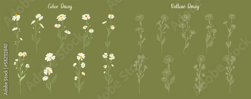 Set of daisy flowers. Chamomile illustration. Vector.