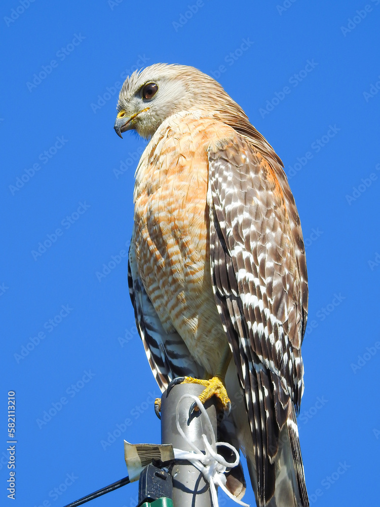 Red-Shouldered Hawk Clutching Post Red-Shouldered Hawk Clutching Post