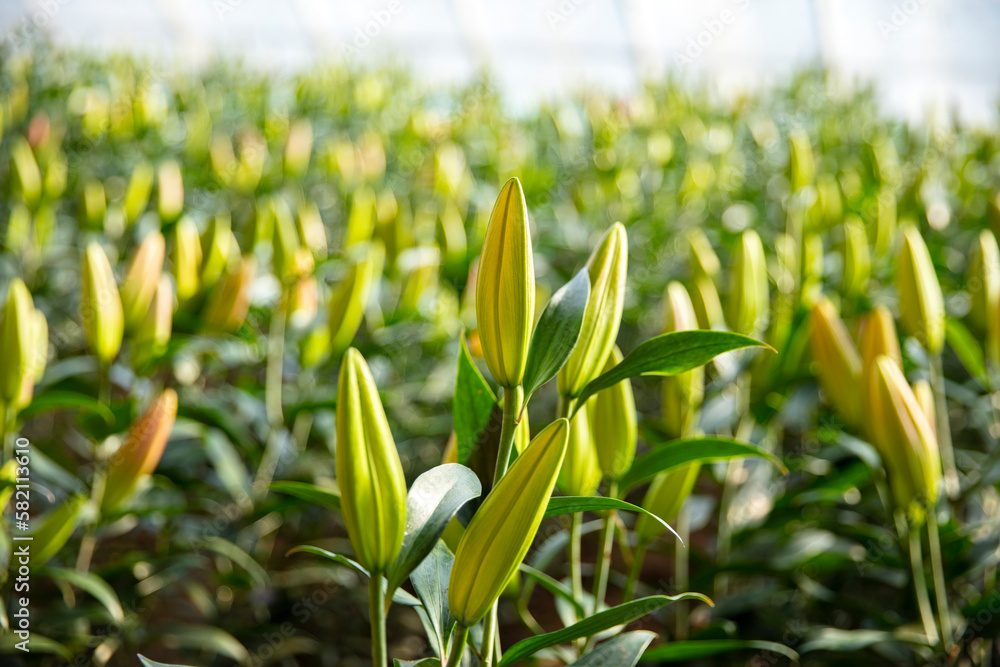 Lily flower in garden. Lily is in the greenhouse Lily flower in garden. Lily is in the greenhouse