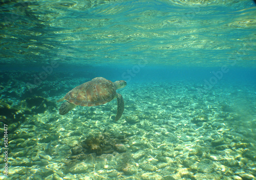 a sea turtle in its natural environment in the waters of the caribbean sea