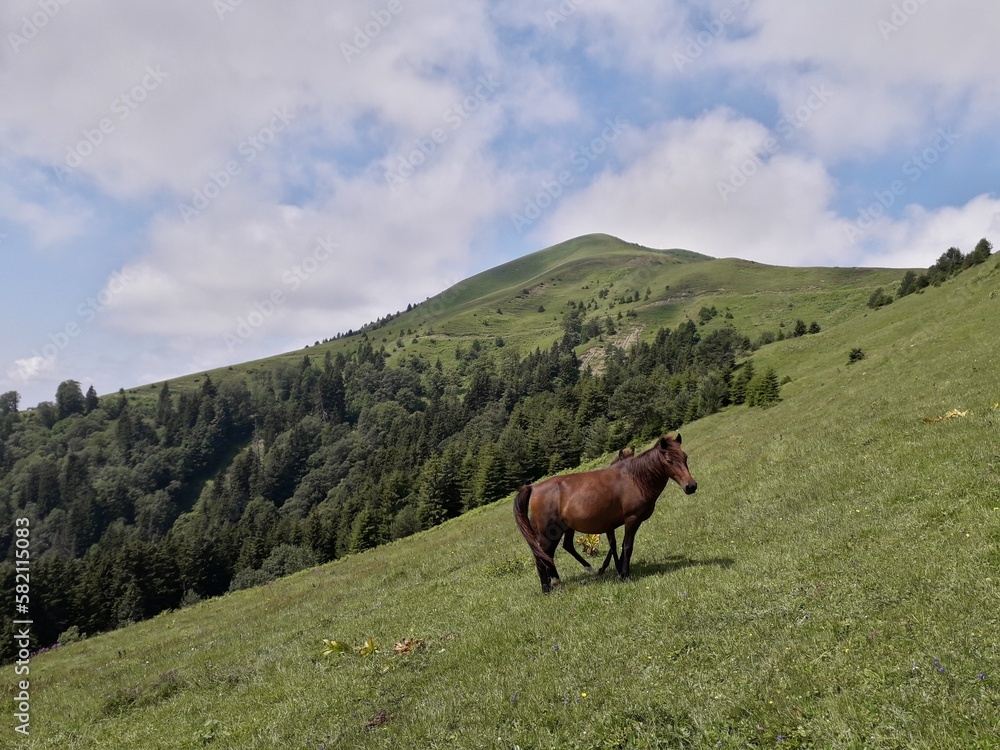 Mountain view 