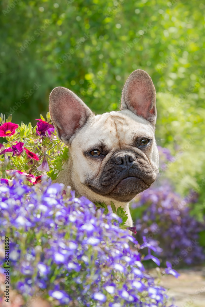 Portrait of a cute young French Bulldog, 8 month old, a puppy-eyed fawn colored female posing admist flowers in a garden