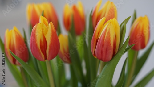 A bunch of pink and yellow hybrid tulip blossoms