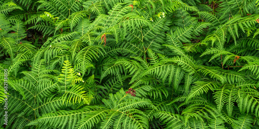 Dense Vegetation View of Fern Leaves at the Forest Textured Background Dense Vegetation View of Fern Leaves at the Forest Textured Background