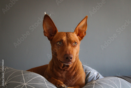 perro expresiones cama dormir mañana