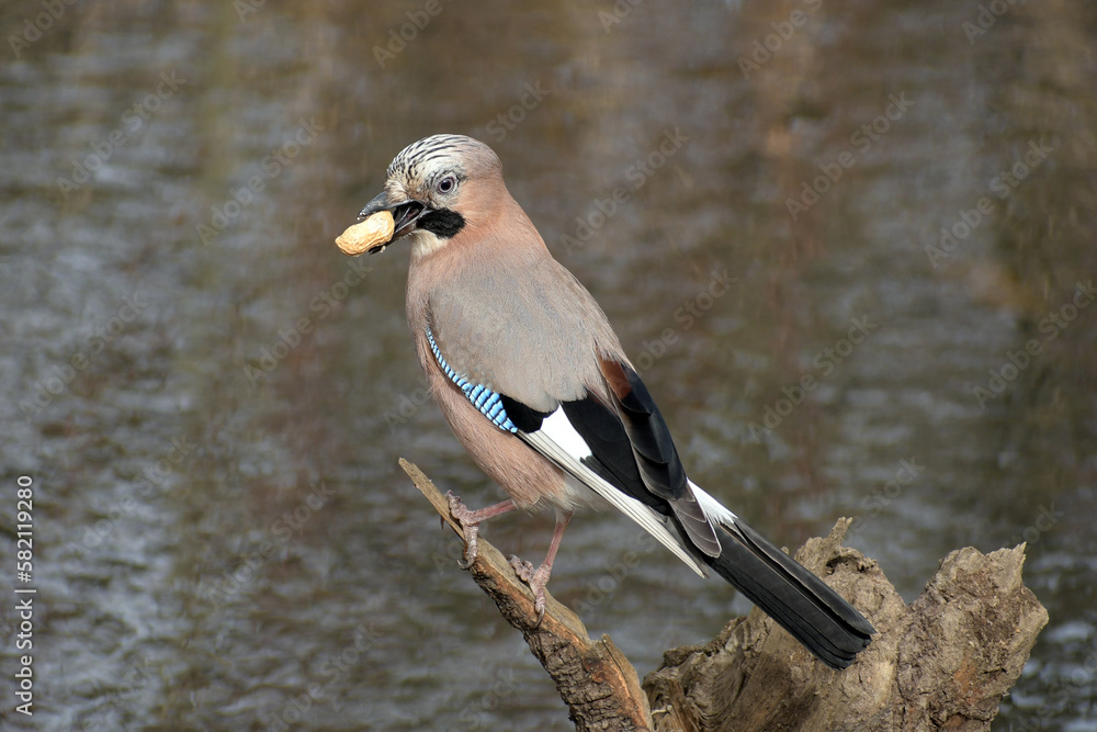 Obraz premium arrulus glandarius