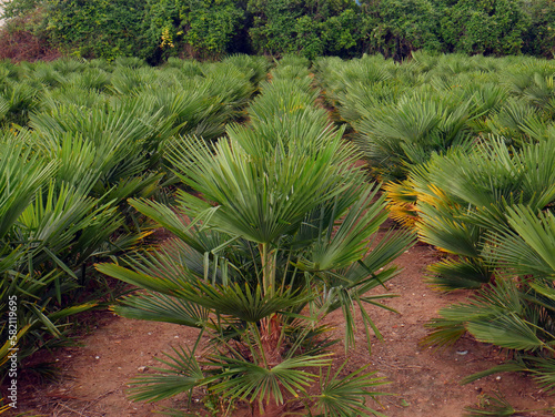Organic farming fields of palms for the garden