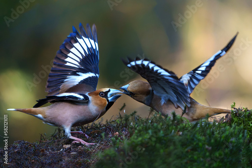 Tableau sur toile Hawfinch (Coccothraustes coccothraustes) male fighting in the forest of Noord Brabant in the Netherlands