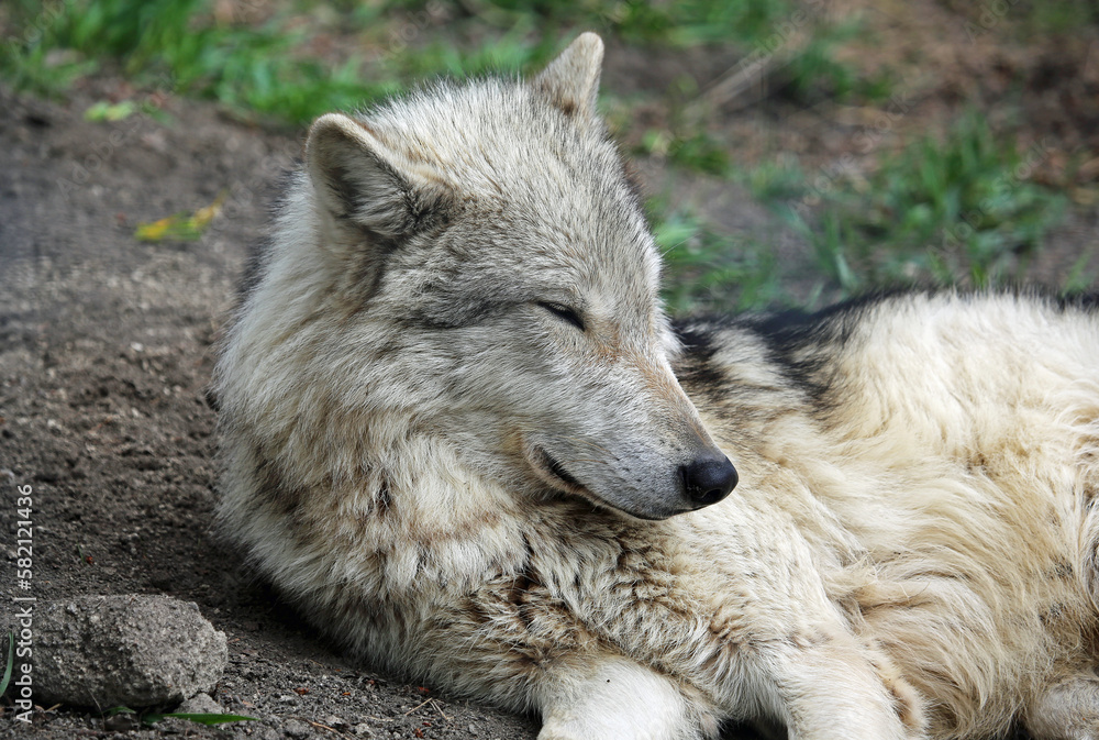 Sleeping Wolfdog, Canada