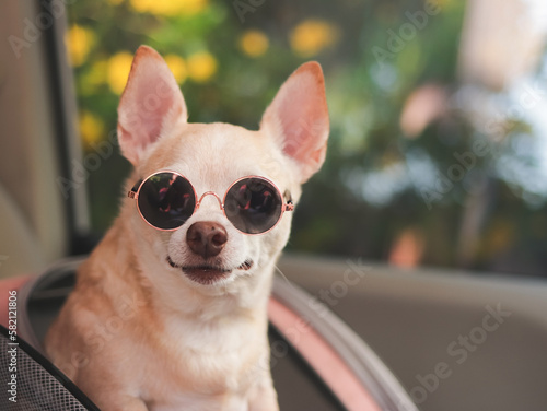brown short hair chihuahua dog wearing sunglasses  standing in  pet carrier backpack with opened windows in car seat. Safe travel with pets concept.
