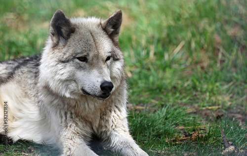 Gray Wolfdog portrait  Canada