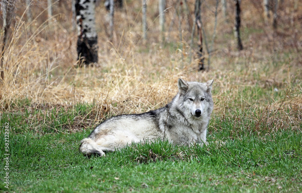 Wolfdog on the grass, Canada