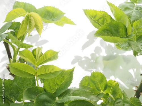 rose leaves in spring