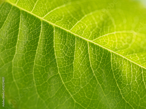 fresh green leaf of closeup