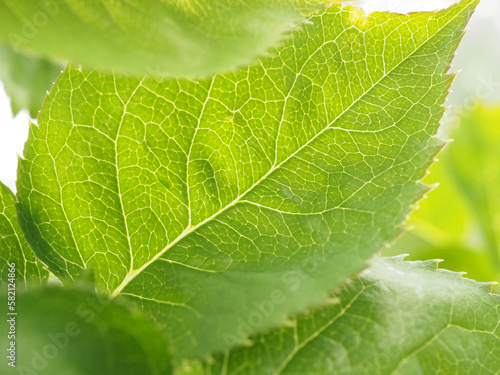 fresh green leaf closeup