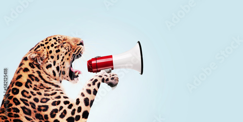 Fototapeta Naklejka Na Ścianę i Meble -  Leopard holding a loudspeaker and screaming, creative idea. Successful attracting attention and traffic, concept. Business and manage. Boss wild animal