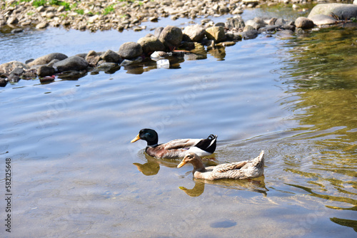 A pair of mallard ducks swim in water outdoor in china. The male has a green head and neck while the female has mainly brown-speckled plumage.