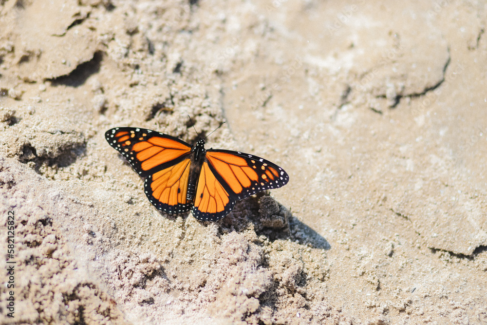 Butterfly in Sand Butterfly in Sand