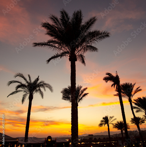 Silhouettes of palm trees at sunset.