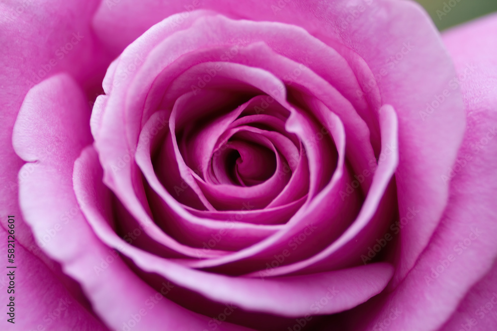 Close-up of a pink rose. Concept of romance, love. Close-up of a pink rose. Concept of romance, love.
