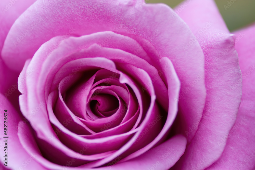 Close-up of a pink rose. Concept of romance, love. Close-up of a pink rose. Concept of romance, love.