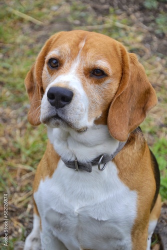 Cute beagle portrait