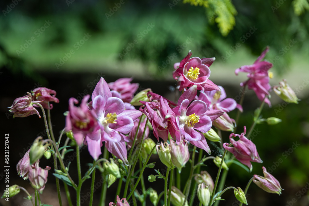 Obraz premium Cluster of Pink Flowers