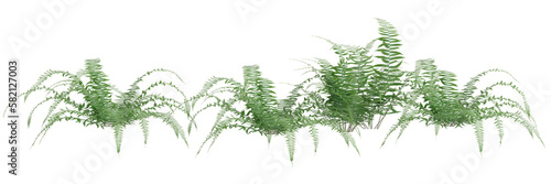3d illustration of row of ferns row isolated on transparent background