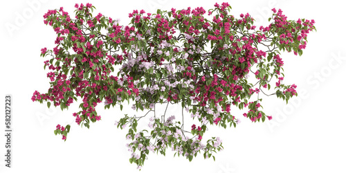 3d illustration of bougainvillea hanging isolated on transparent background