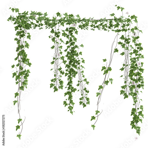 Vászonkép 3d illustration of ivy hanging isolated on transparent background