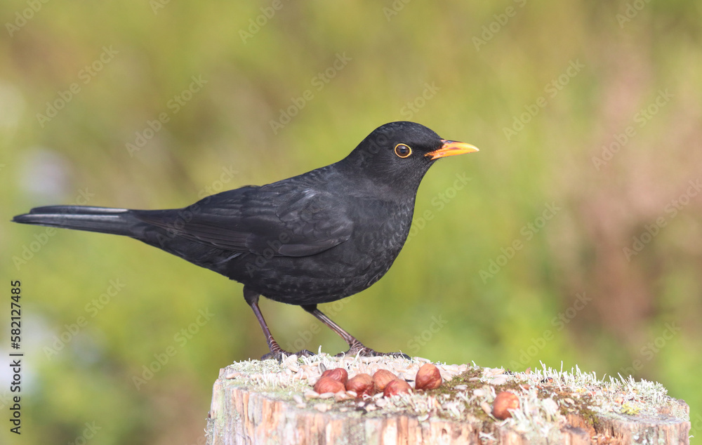 blackbird blackbird