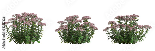 3d illustration of set sedum flower bush isolated on transparent background photo