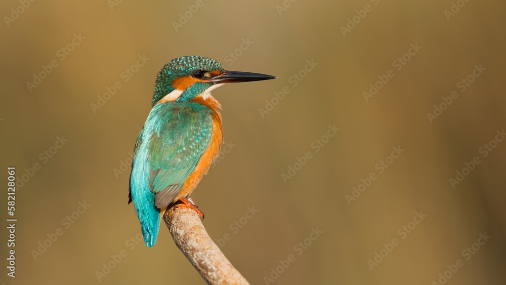 Kingfishers Kingfishers