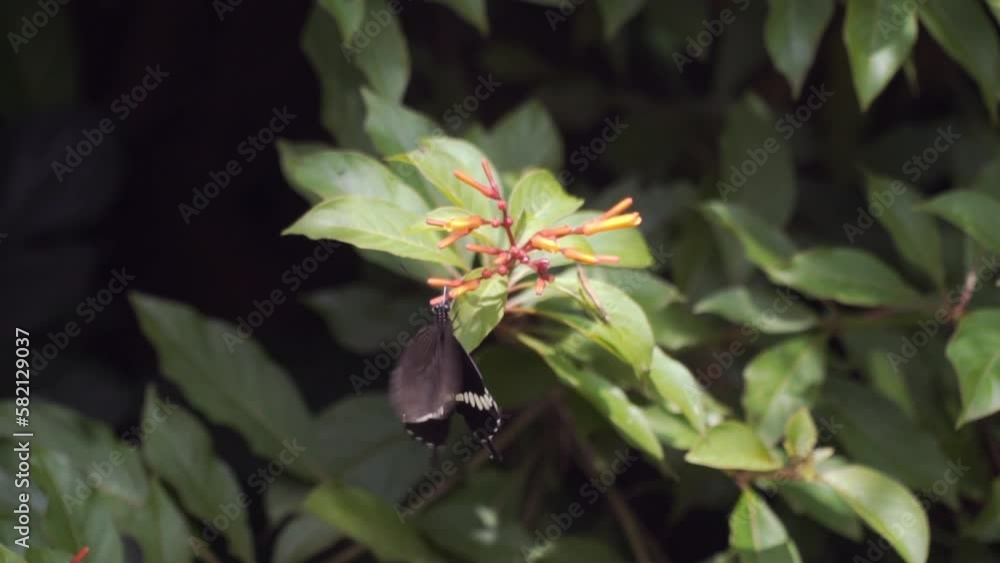 common mormon - male, flying and feeding from flower to flower common mormon - male, flying and feeding from flower to flower