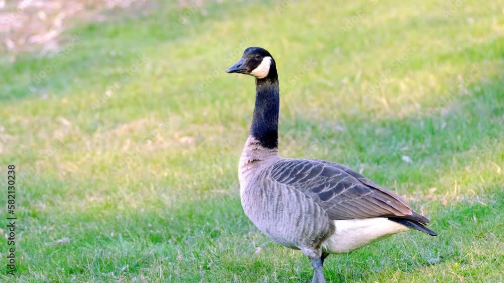 beautiful long-necked birds, Branta canadensis, Canada geese, beautiful waterfowl with webbed feet walks along shore of a city park, migration of feathered, protection wildlife, do not feed animals beautiful long-necked birds, Branta canadensis, Canada geese, beautiful waterfowl with webbed feet walks along shore of a city park, migration of feathered, protection wildlife, do not feed animals