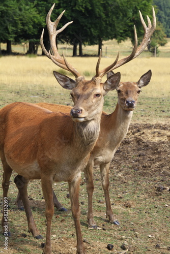 Reh- und Damwild auf einer Wiese. Mommelstein, Thueringen, Deutschland, Europa -- Raw game and fallow deer on a meadow. Mommelstein, Thueringen, Germany, Europe